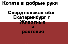 Котята в добрые руки!  - Свердловская обл., Екатеринбург г. Животные и растения » Кошки   . Свердловская обл.